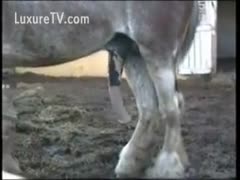 Amateur clip captures the pont of time a horse receives a hard penis